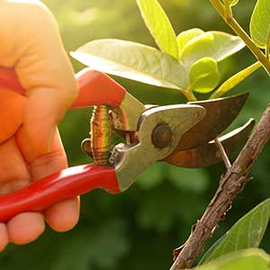 Pruning helps improve the fruit quality