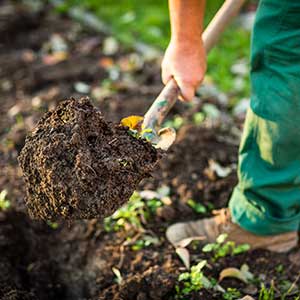 Improving your soil will definitely improve your plants